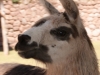 Wer bin ich? Lama, Alpaca oder Vicuna